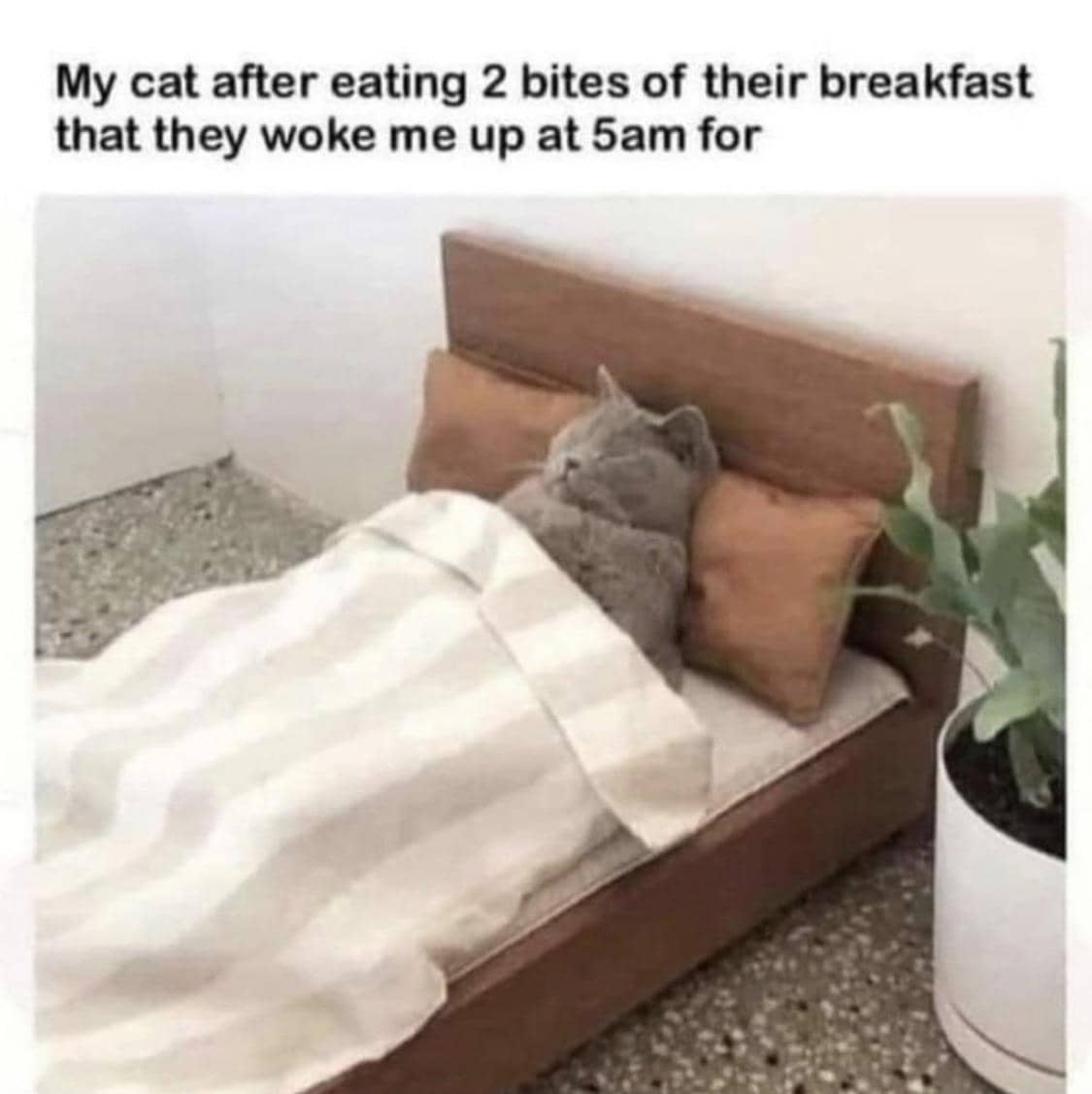 meme kucing menggigit