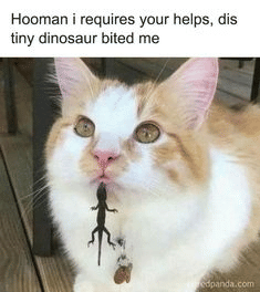 meme kucing menggigit