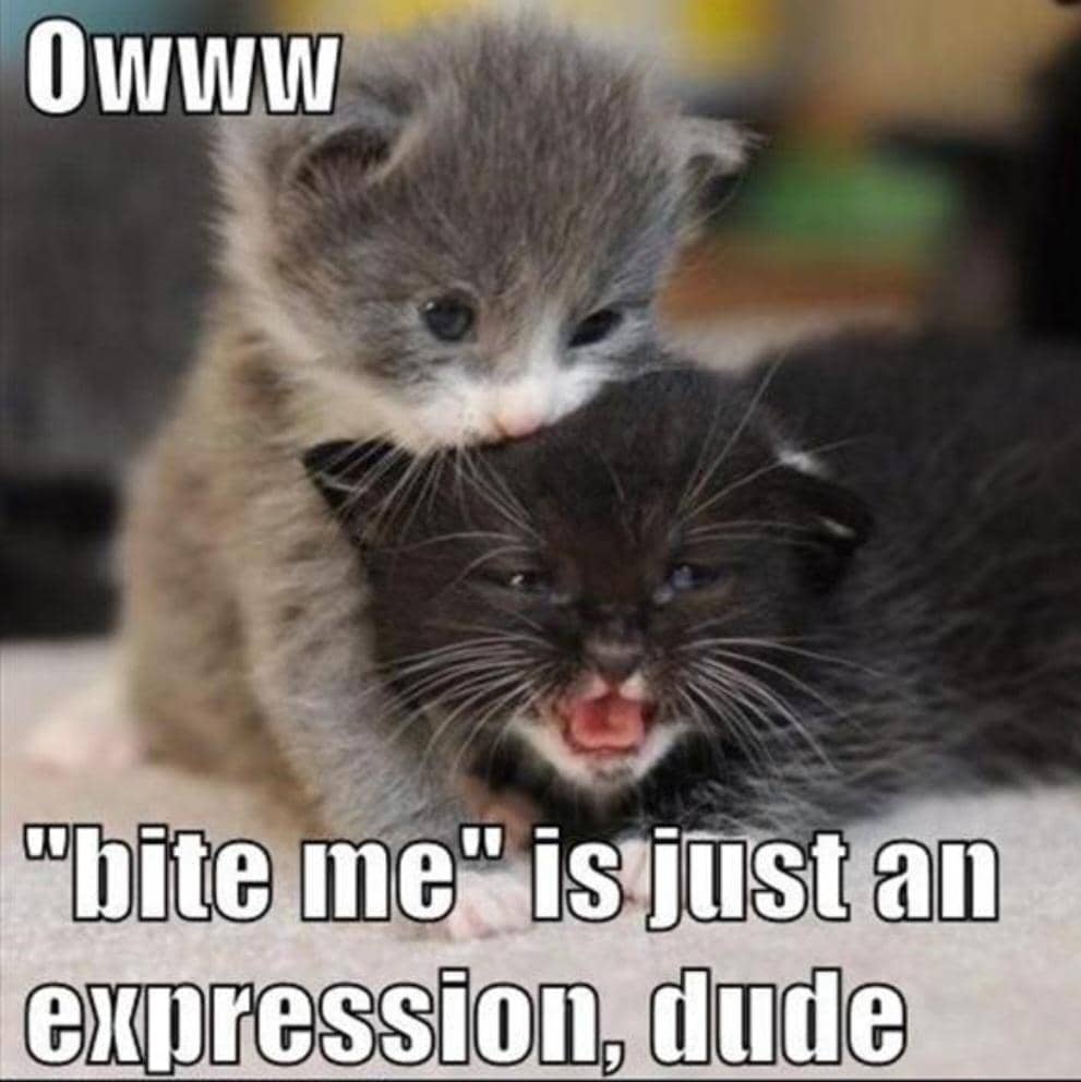 meme kucing menggigit
