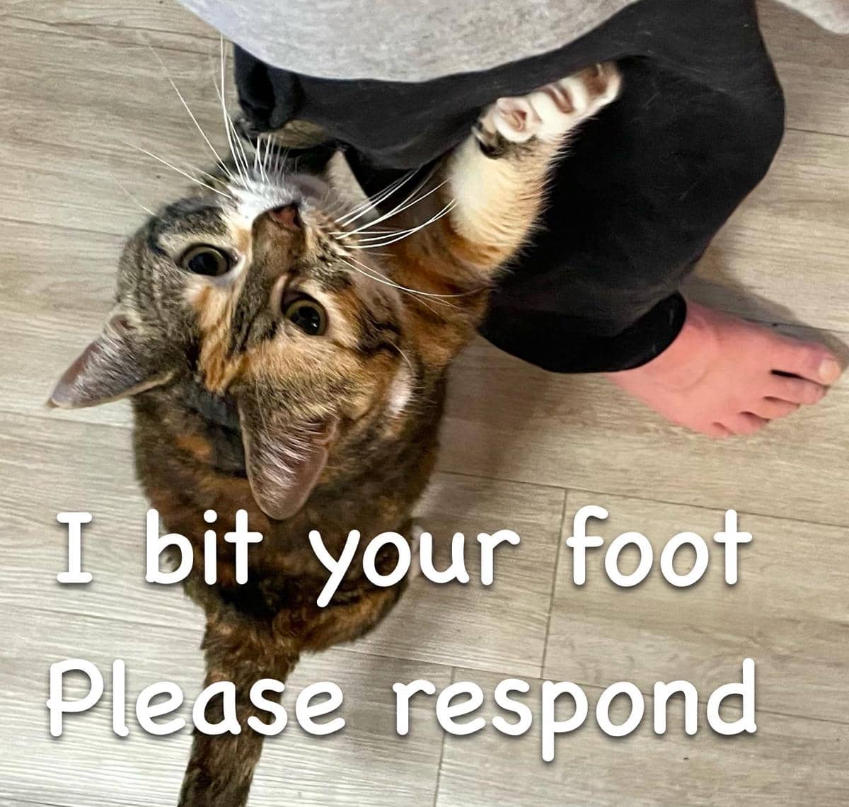 meme kucing menggigit