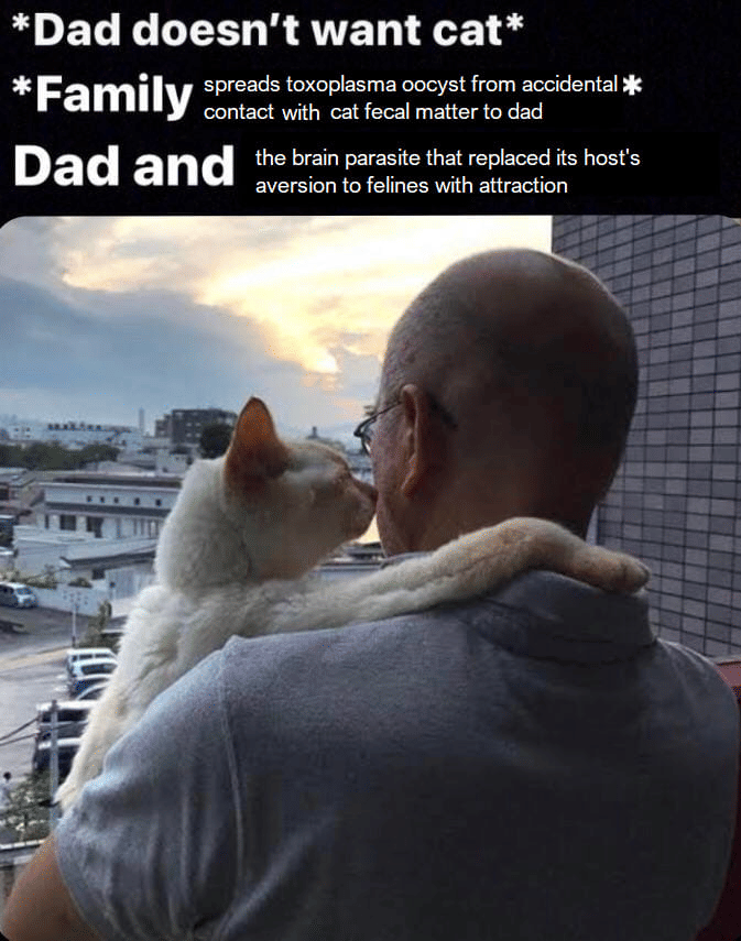 meme kucing dan ayah