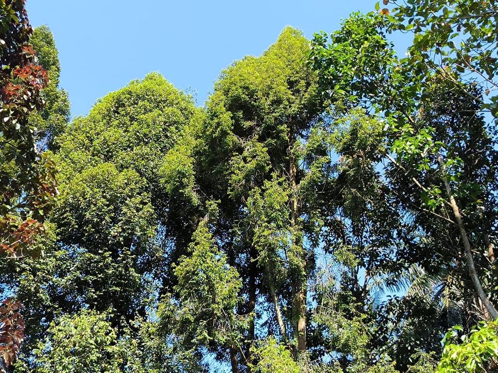 foto Dryobalamops aromatica