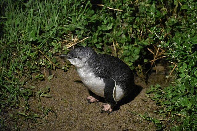 potret little penguin