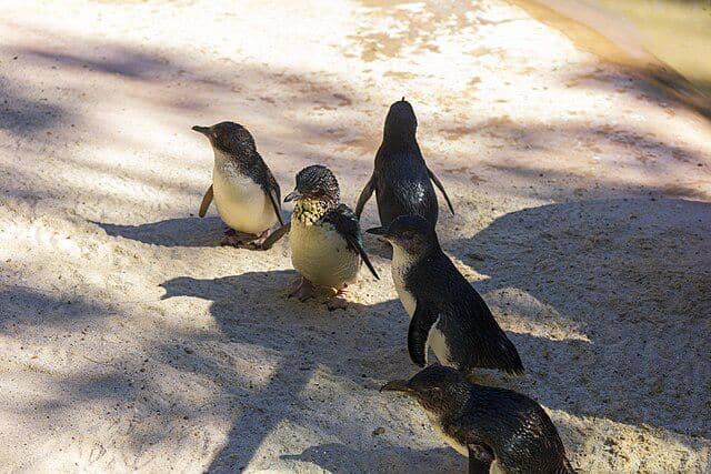 potret little penguin