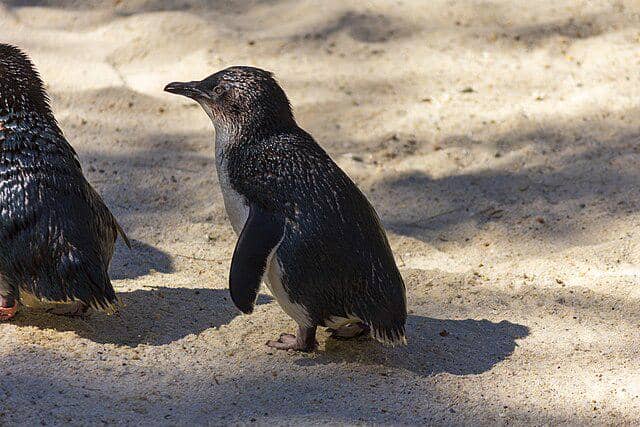 potret little penguin