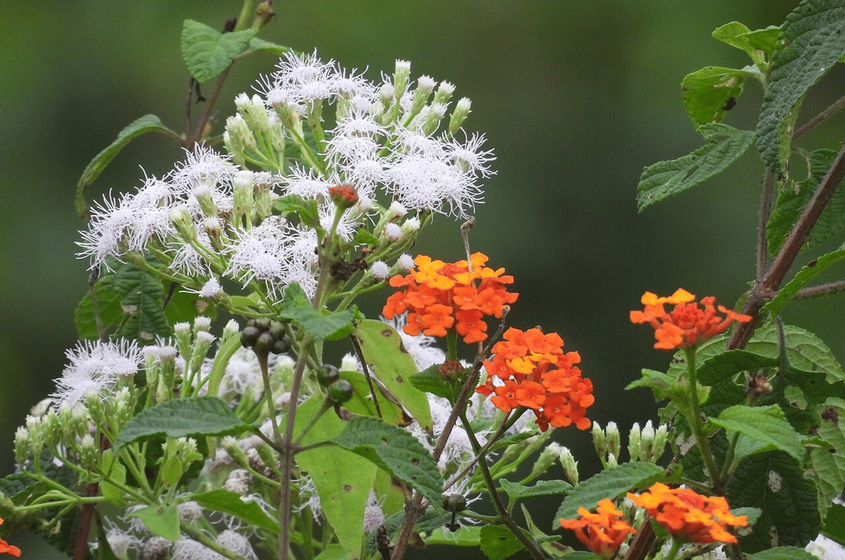 ilustrasi spesies invasif