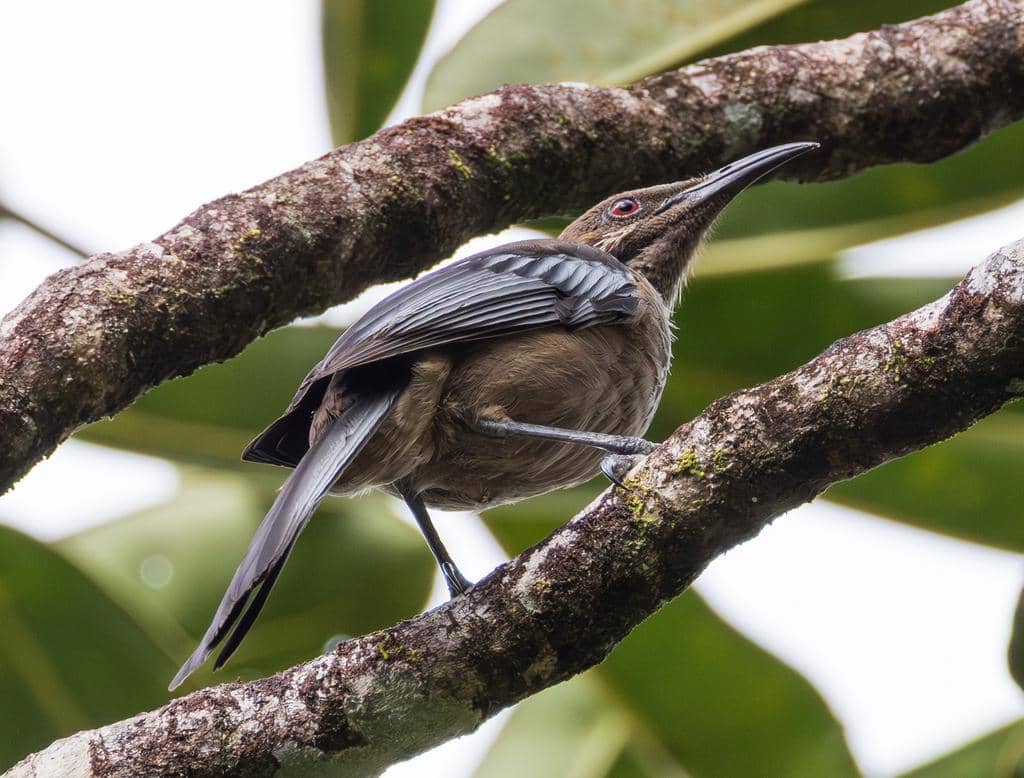 Philemon diemenensis