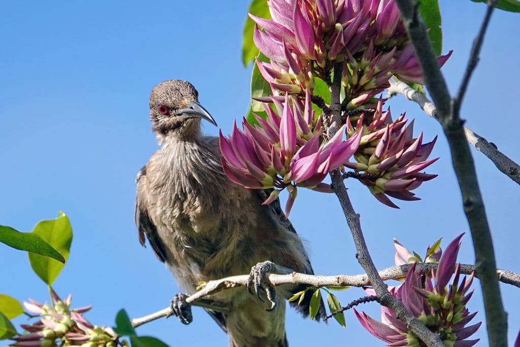 Philemon diemenensis