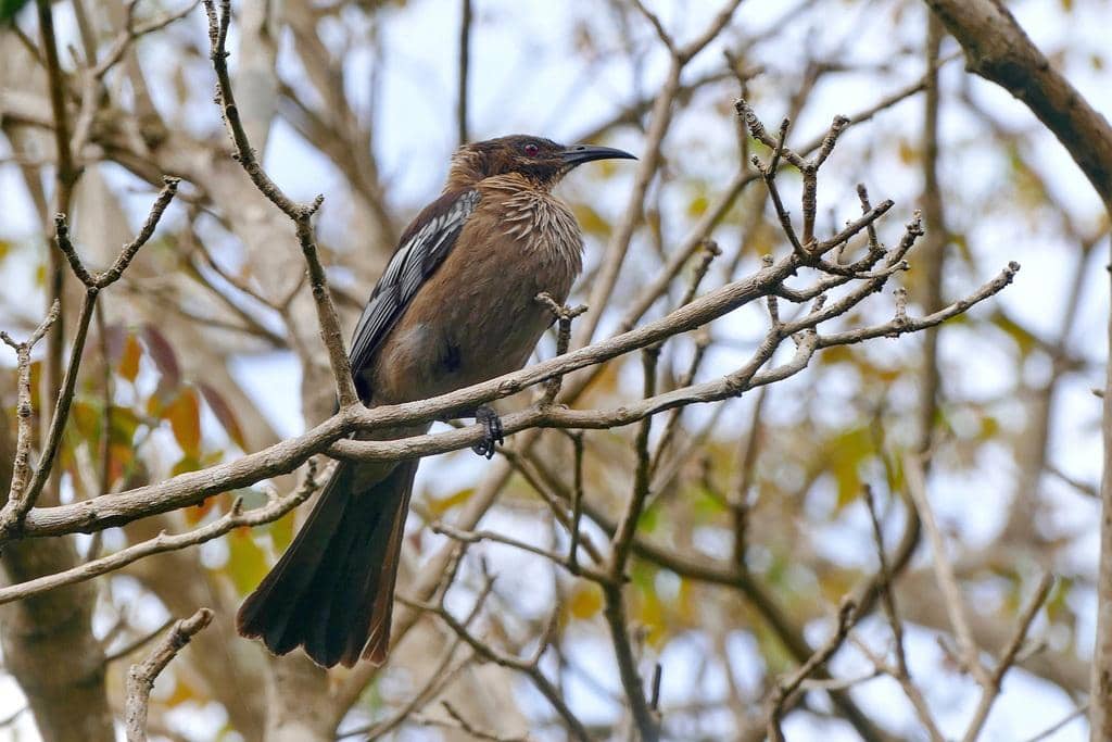 Philemon diemenensis