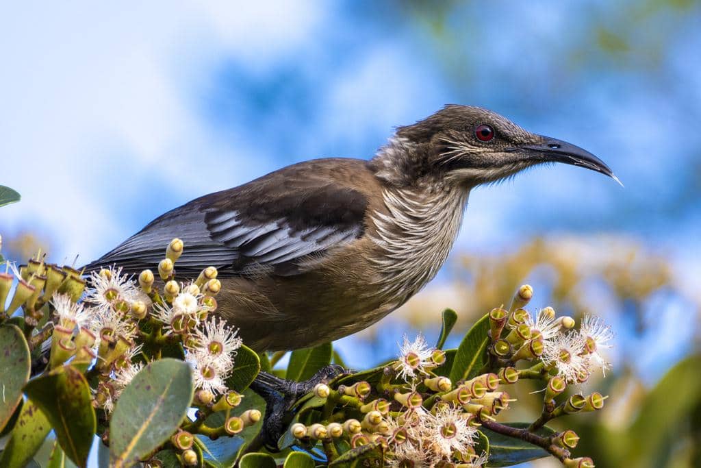 Philemon diemenensis