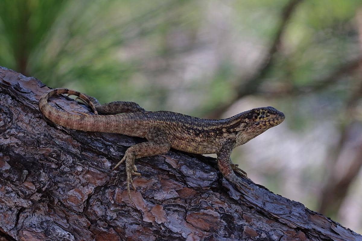 ilustrasi spesies invasif