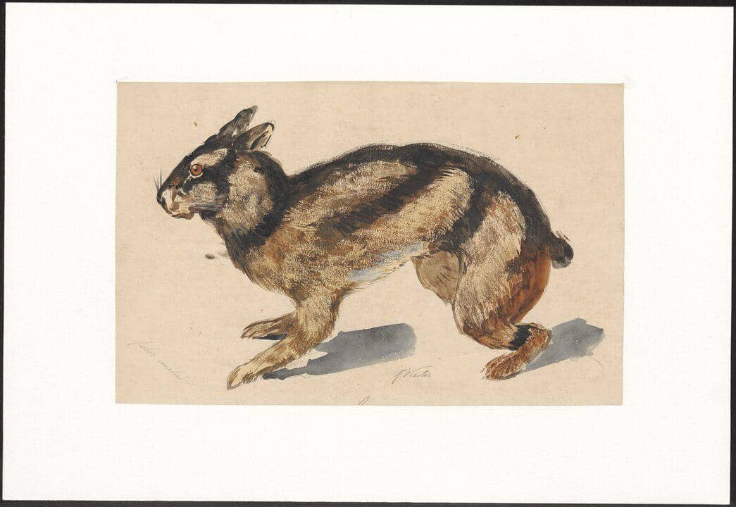 ilustrasi kelinci sumatra