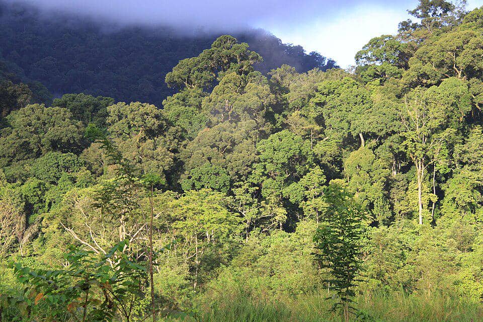 Hutan dataran rendah di Gunung Leuser, Aceh.