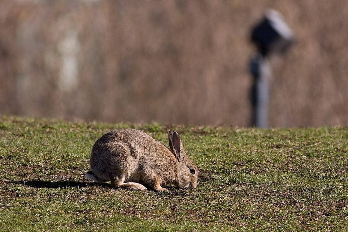 ilustrasi spesies invasif