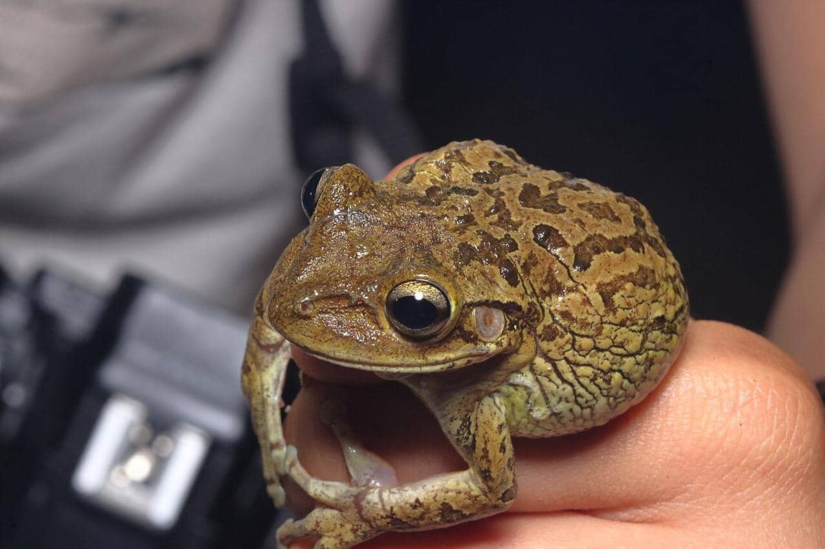 ilustrasi spesies invasif