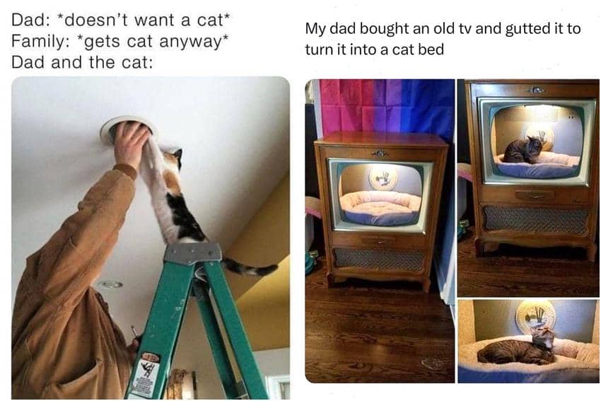 kolase meme kucing dan ayah