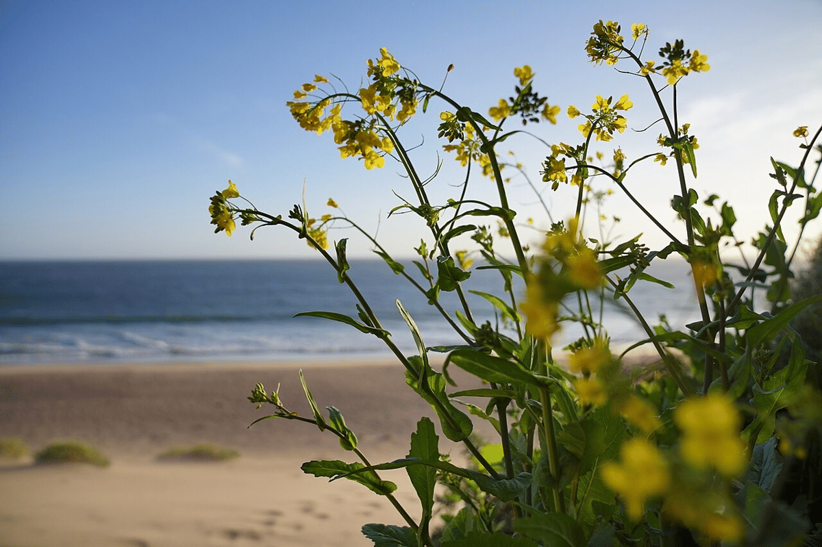 ilustrasi spesies invasif