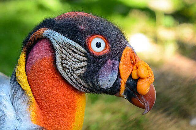 potret burung king vulture 