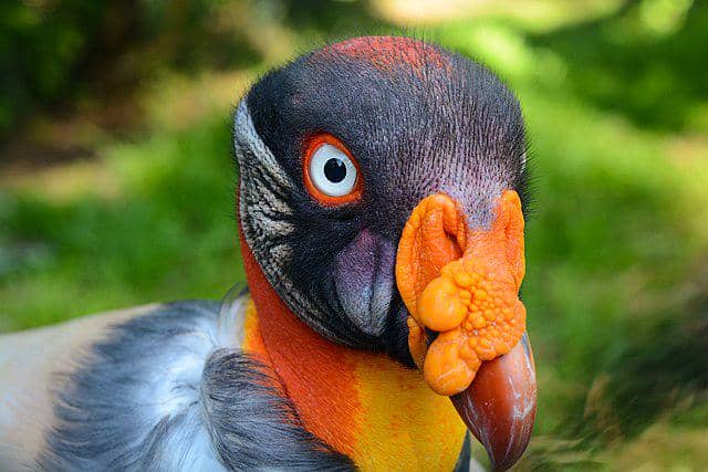 potret burung king vulture