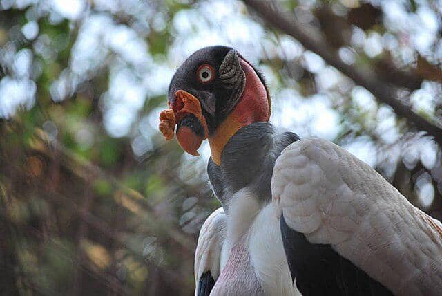 potret burung king vulture