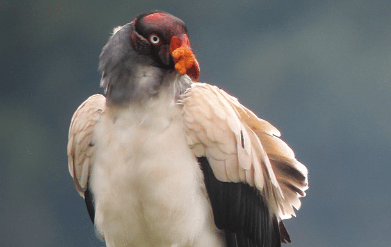 potret burung king vulture
