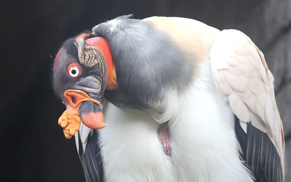 potret burung king vulture