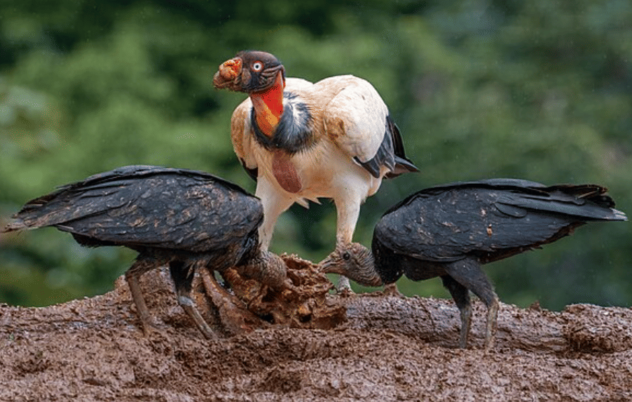 potret burung king vulture