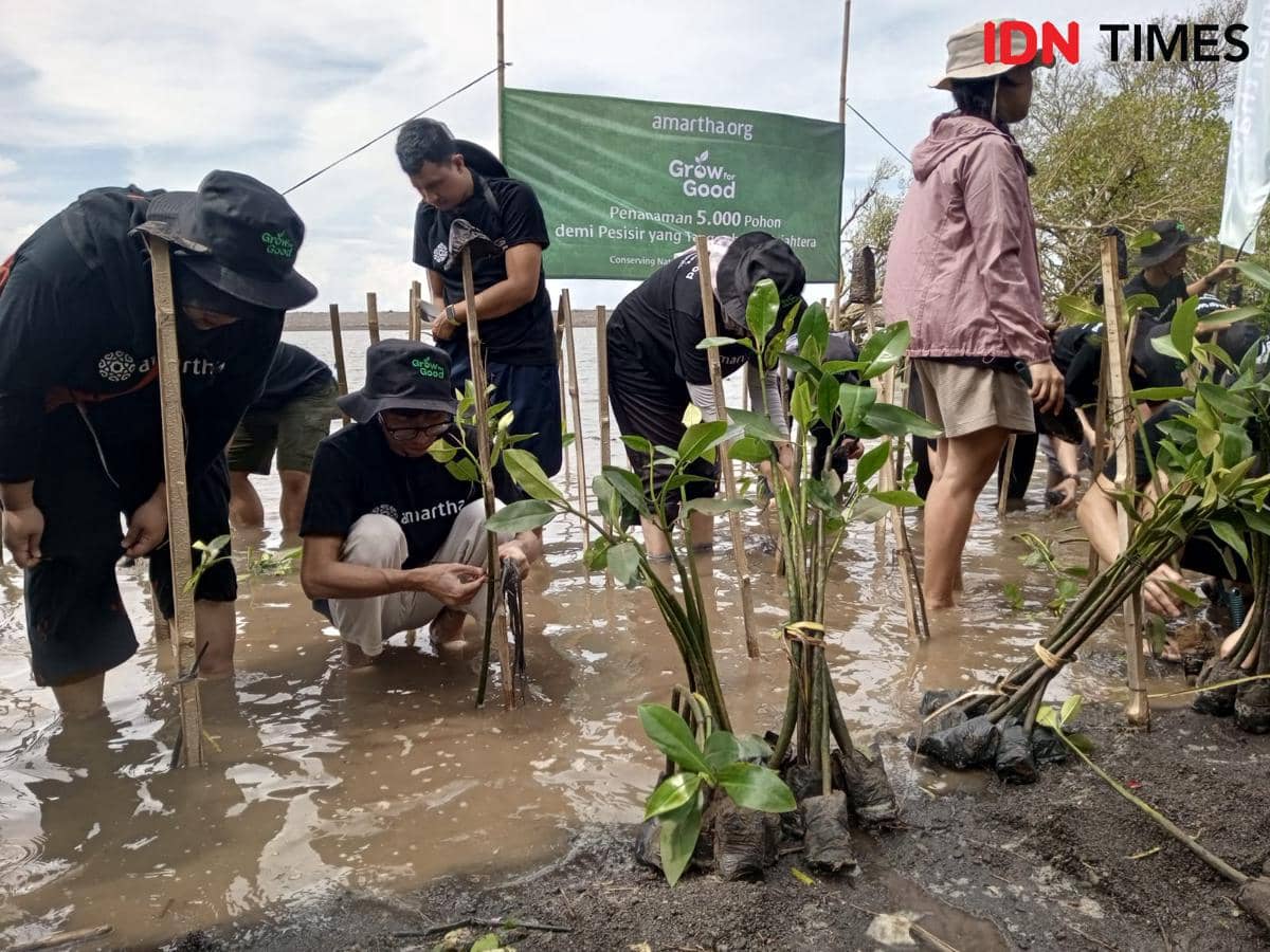 Penanaman bibit pohon mangrove di Pantai Baros Bantul. 