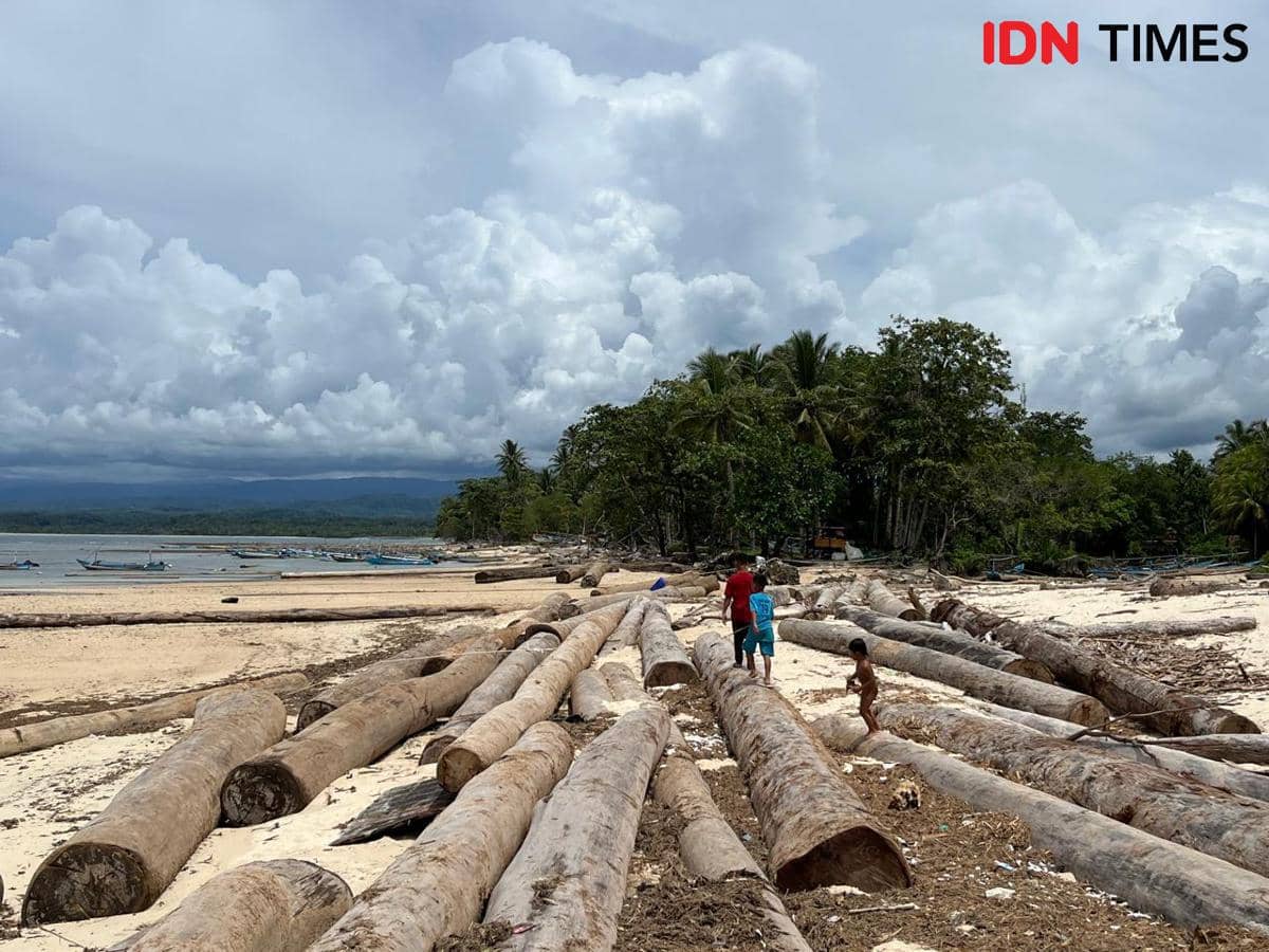Penampakan kayu gelondongan terdampar di bibir pantai Tanjung Setia.