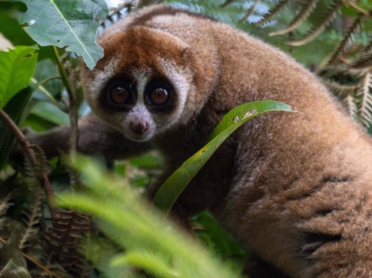 Penampakan pelepasliaran 6 individu kukang sumatra di hutan lindung register 22 Way Waya