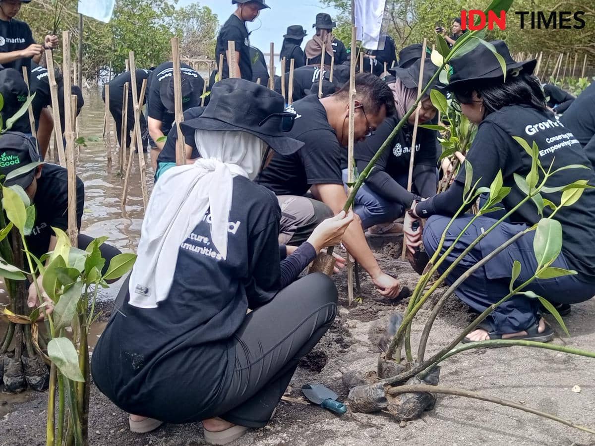 Penanaman bibit pohon mangrove di Pantai Baros Bantul.