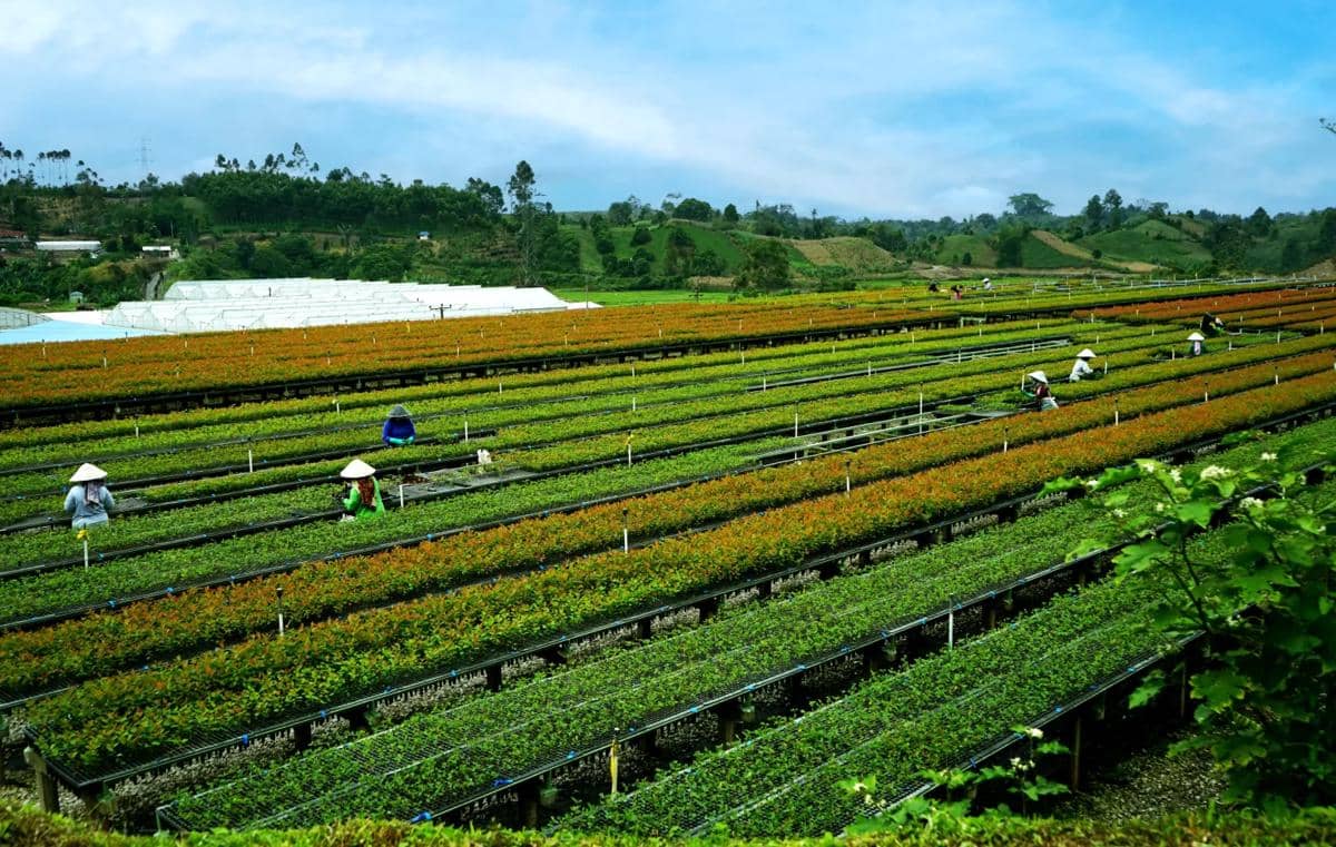 PT Toba Pulp Lestari