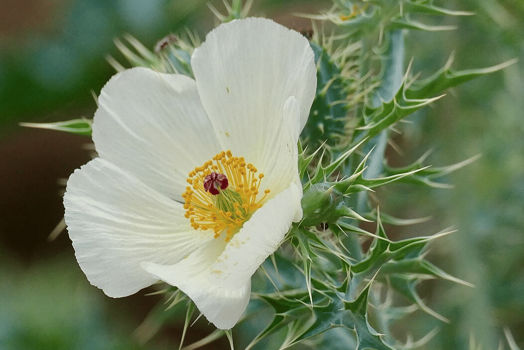 ilustrasi spesies invasif