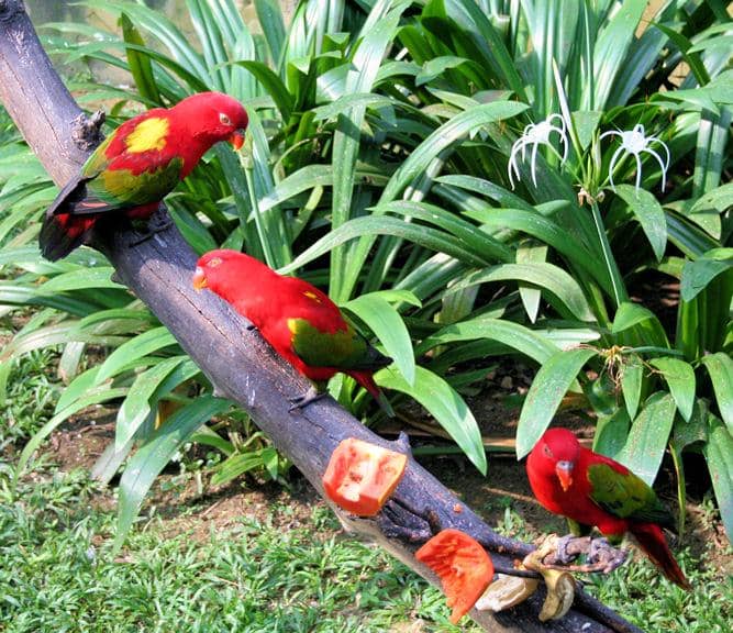 potret kasturi ternate