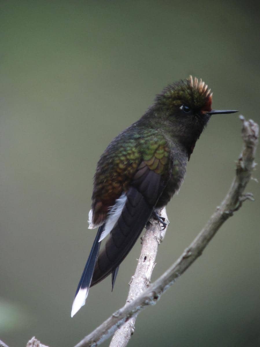 Rainbow-bearded Thornbill betina