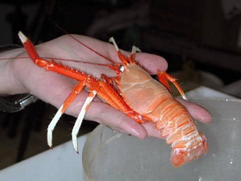 Tampilan lobster jongkok