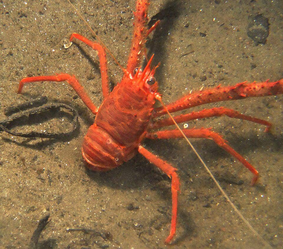 Lobster jongkok