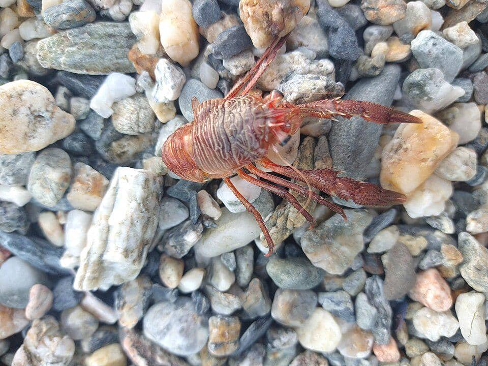 Salah satu spesies lobster jongkok