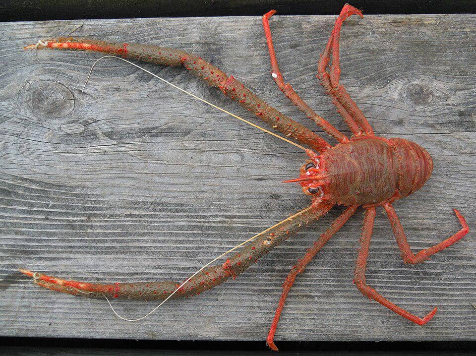 Lobster jongkok keluarga Munididae