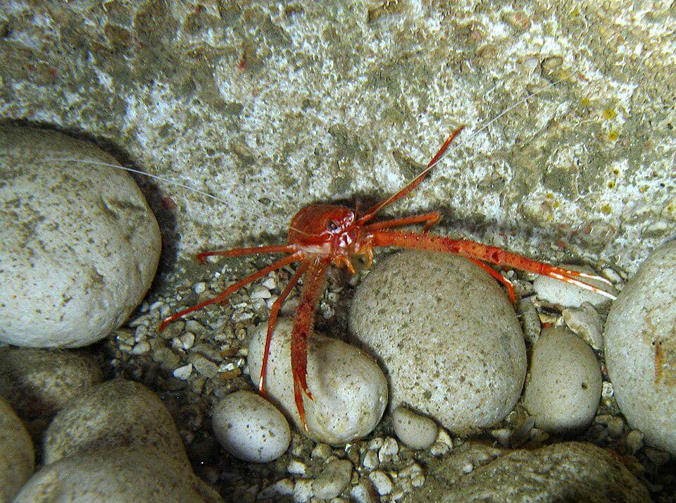 Lobster jongkok keluarga Munididae