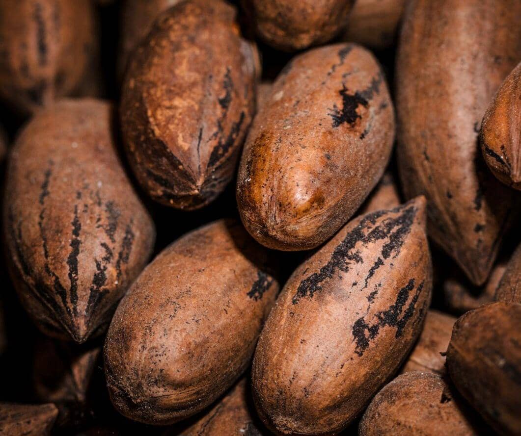 ilustrasi kakao (freepik.com/freepik)