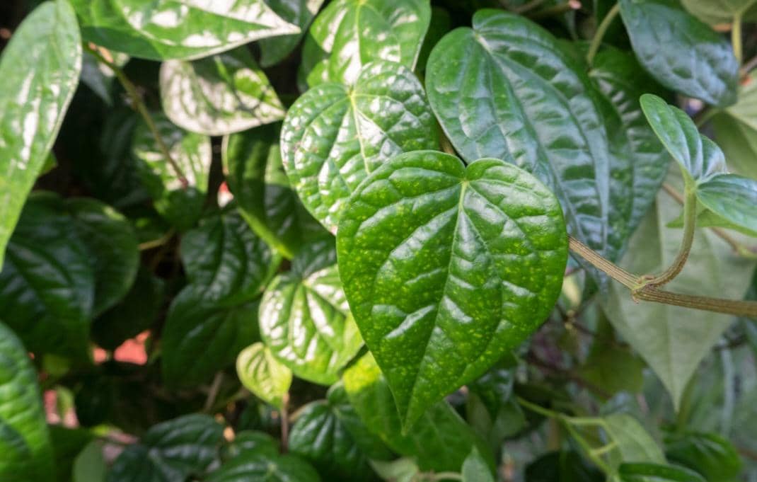 ilustrasi daun sirih