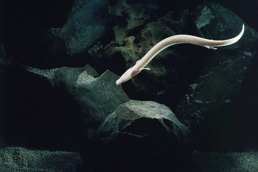 Olm atau Salamander Buta