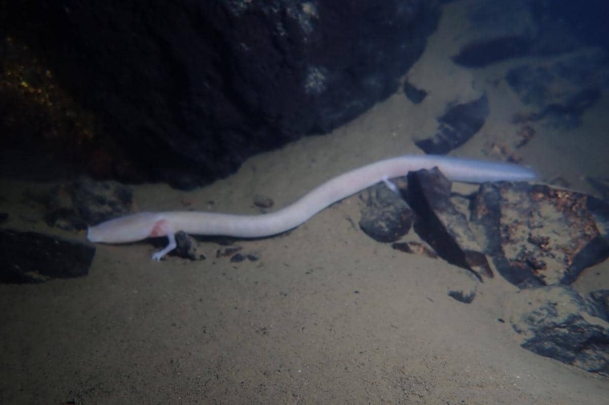 Olm atau Salamander Buta