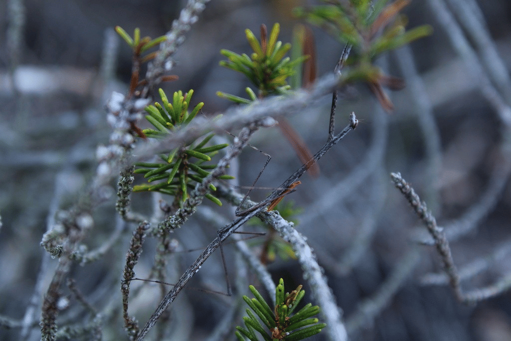 belalang sembah rumput amerika