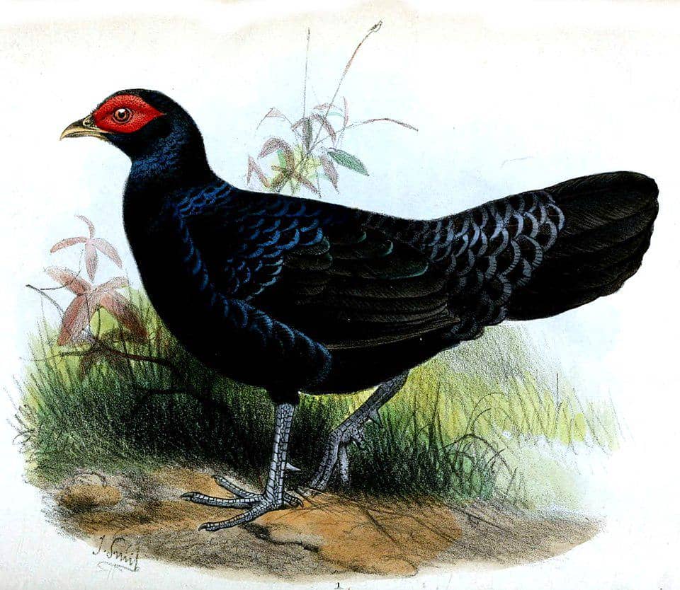 ilustrasi sempidan Sumatra