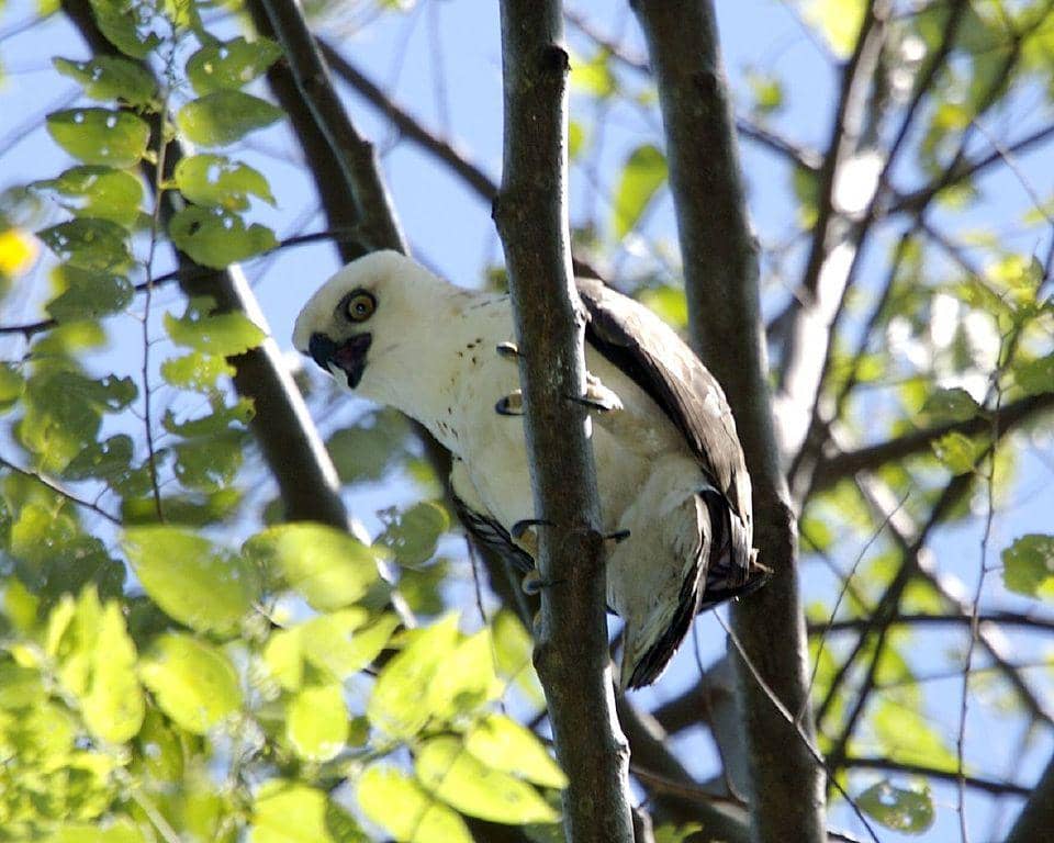 potret elang sulawesi muda