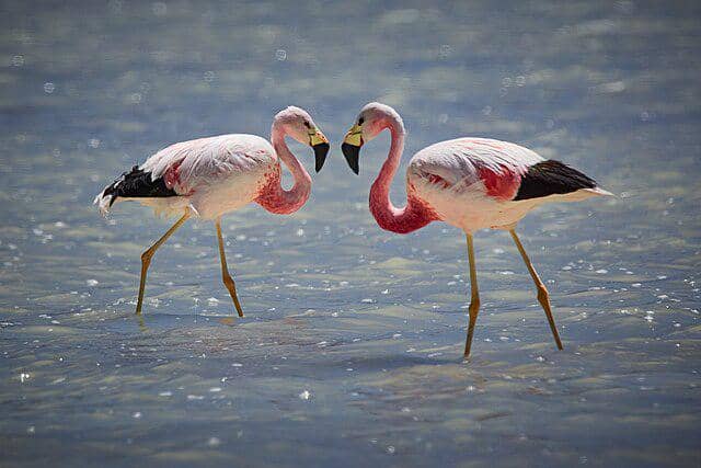 potret flamingo andes