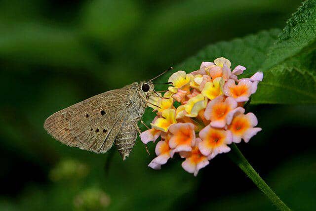 ilustrasi lantana camara