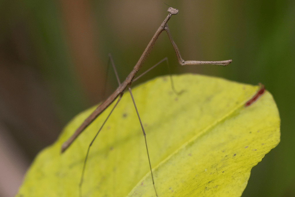 belalang sembah rumput amerika